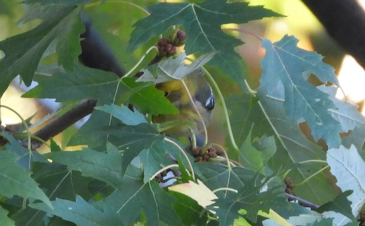 Townsend's x Hermit Warbler (hybrid) - ML644055107
