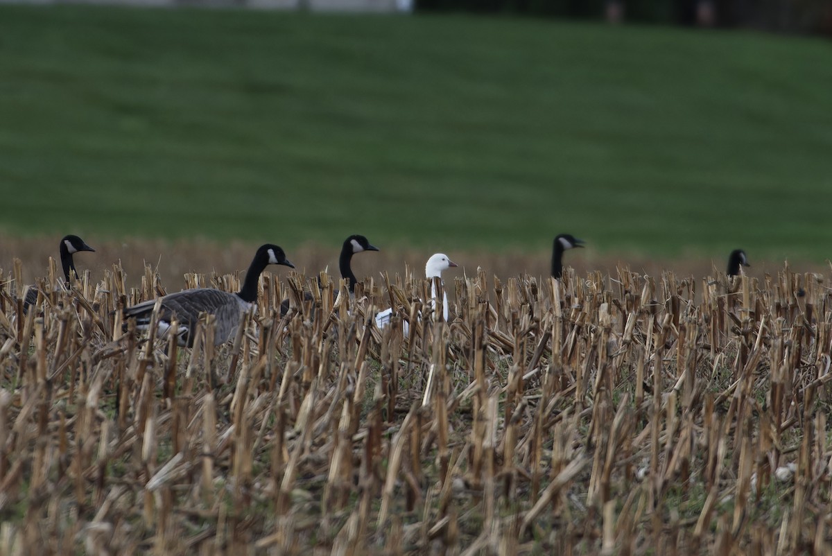 Ross's Goose - ML644055109