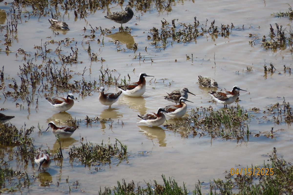 Wilson's Phalarope - ML644055123
