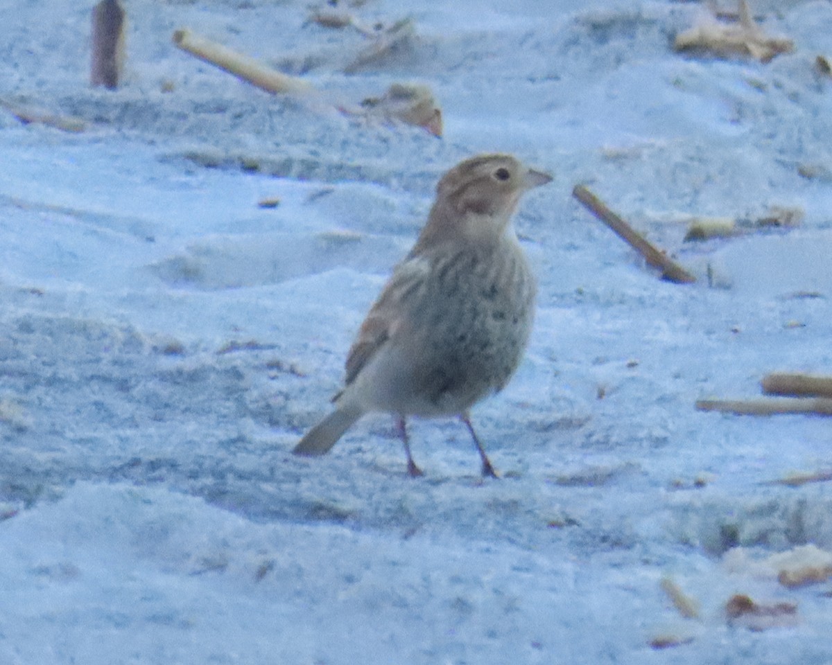 Chestnut-collared Longspur - ML644055176