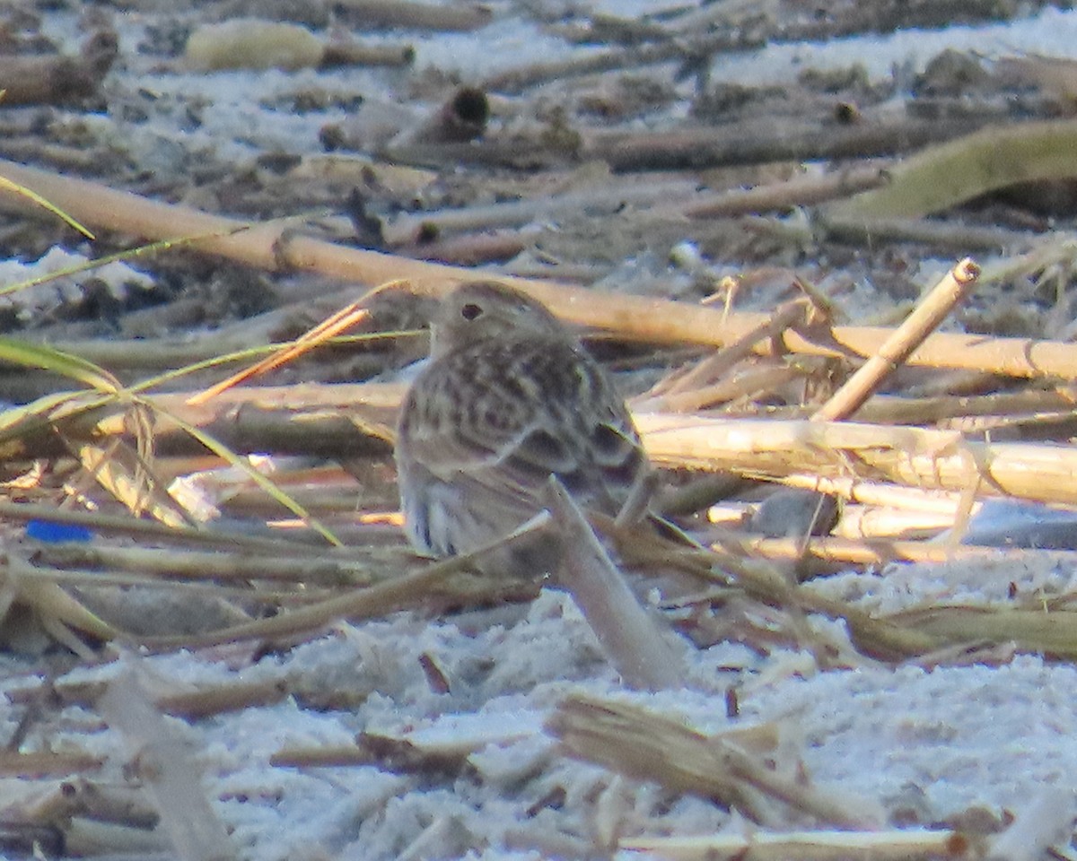 Chestnut-collared Longspur - ML644055177