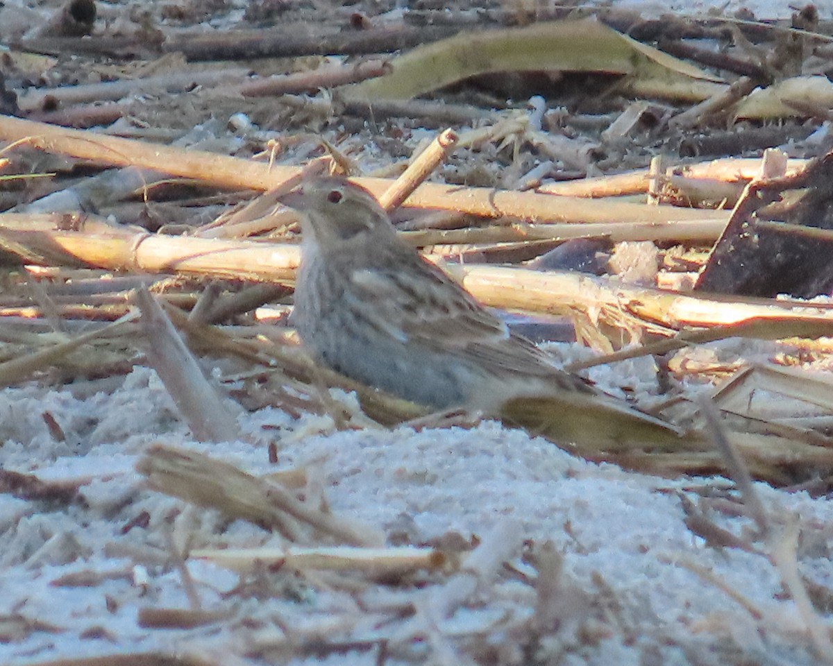 Chestnut-collared Longspur - ML644055178