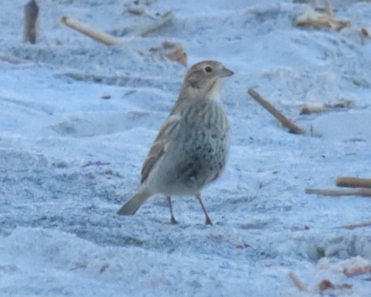 Chestnut-collared Longspur - ML644055179