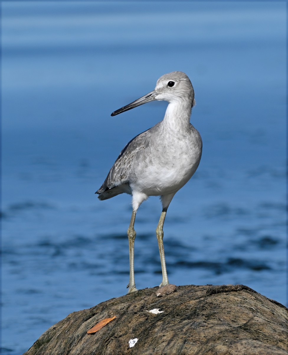 Willet - ML644055198