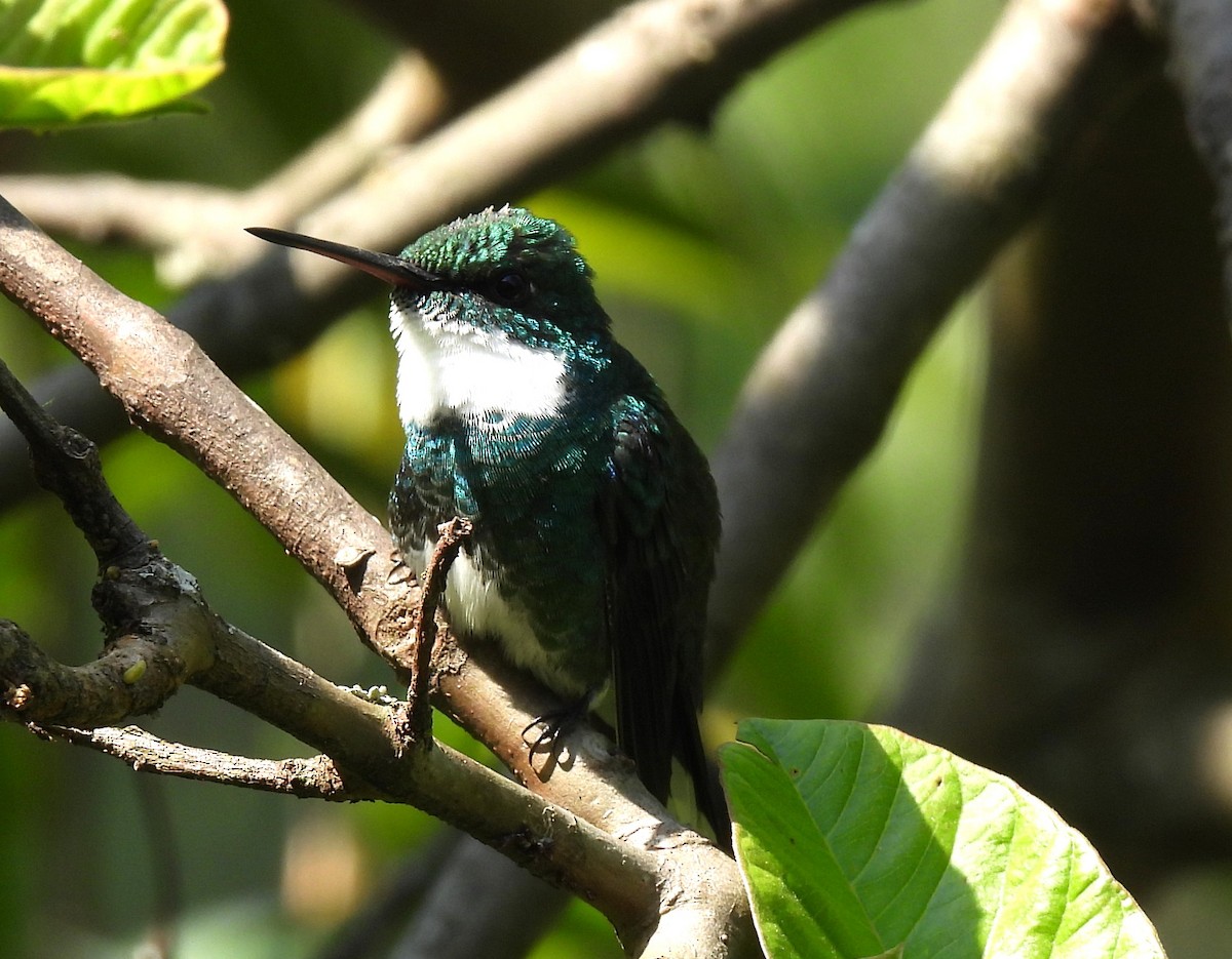 White-throated Hummingbird - ML644055201