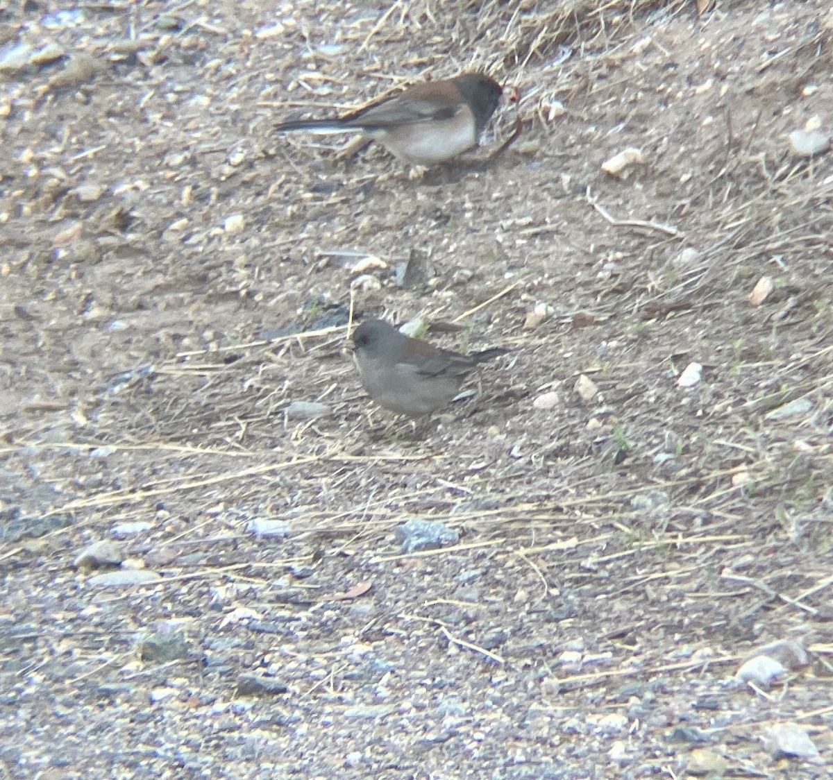 Dark-eyed Junco (Gray-headed) - ML644055251