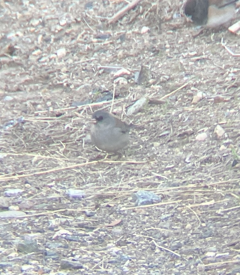 Dark-eyed Junco (Gray-headed) - ML644055252
