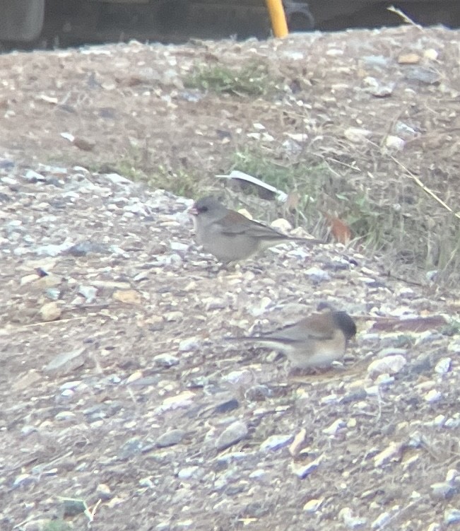 Dark-eyed Junco (Gray-headed) - ML644055253
