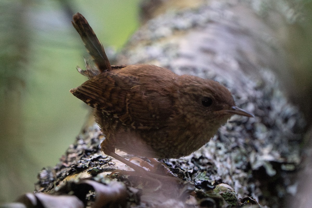 Winter Wren - ML644055261
