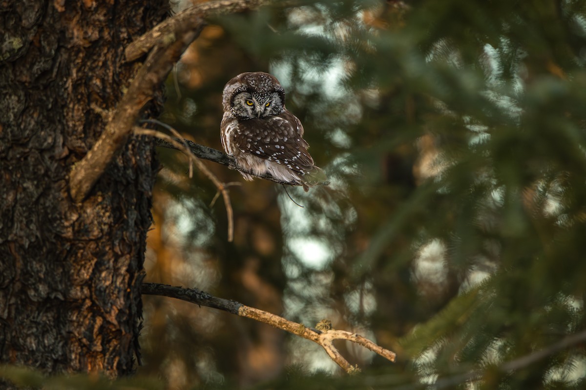 Савагт ариан - ML644055282