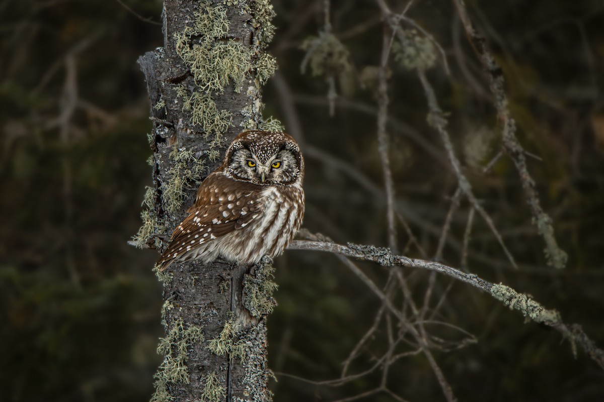 Савагт ариан - ML644055283