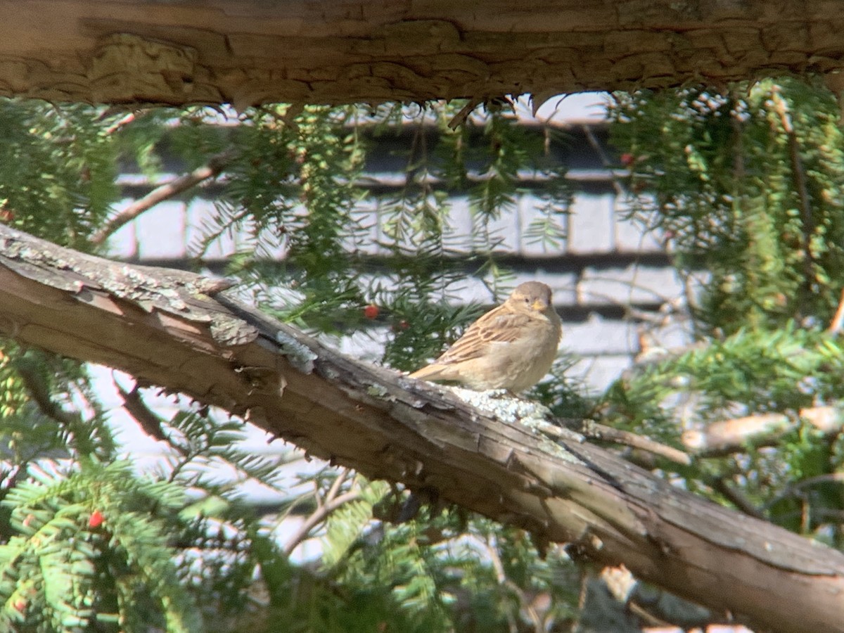 House Sparrow - ML644055316