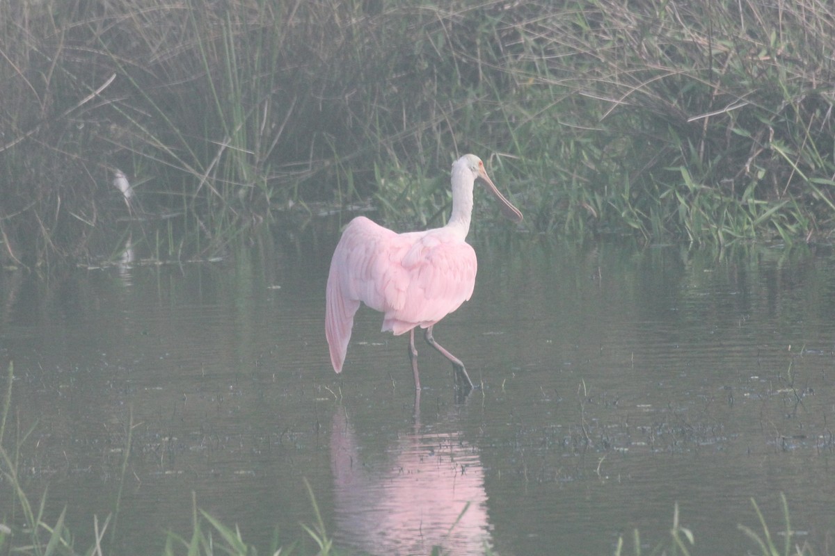 rosenskjestork - ML644055322