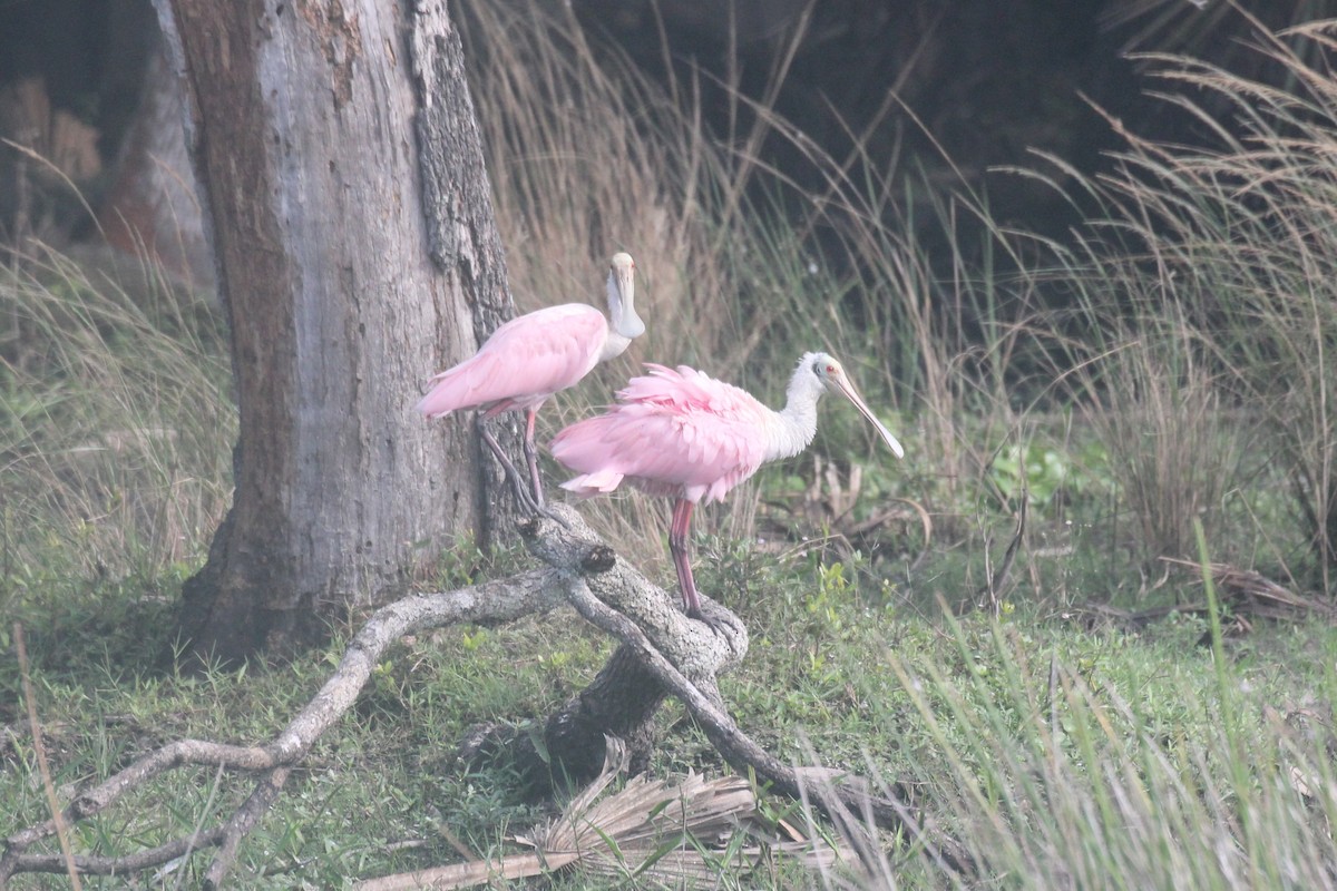 rosenskjestork - ML644055323