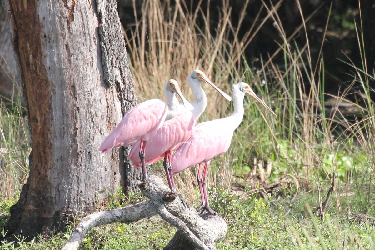 rosenskjestork - ML644055324