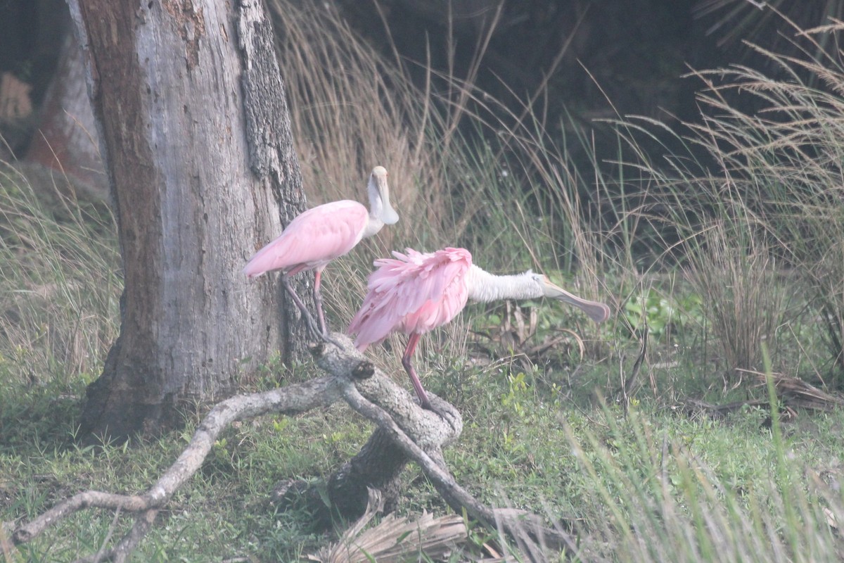 rosenskjestork - ML644055326