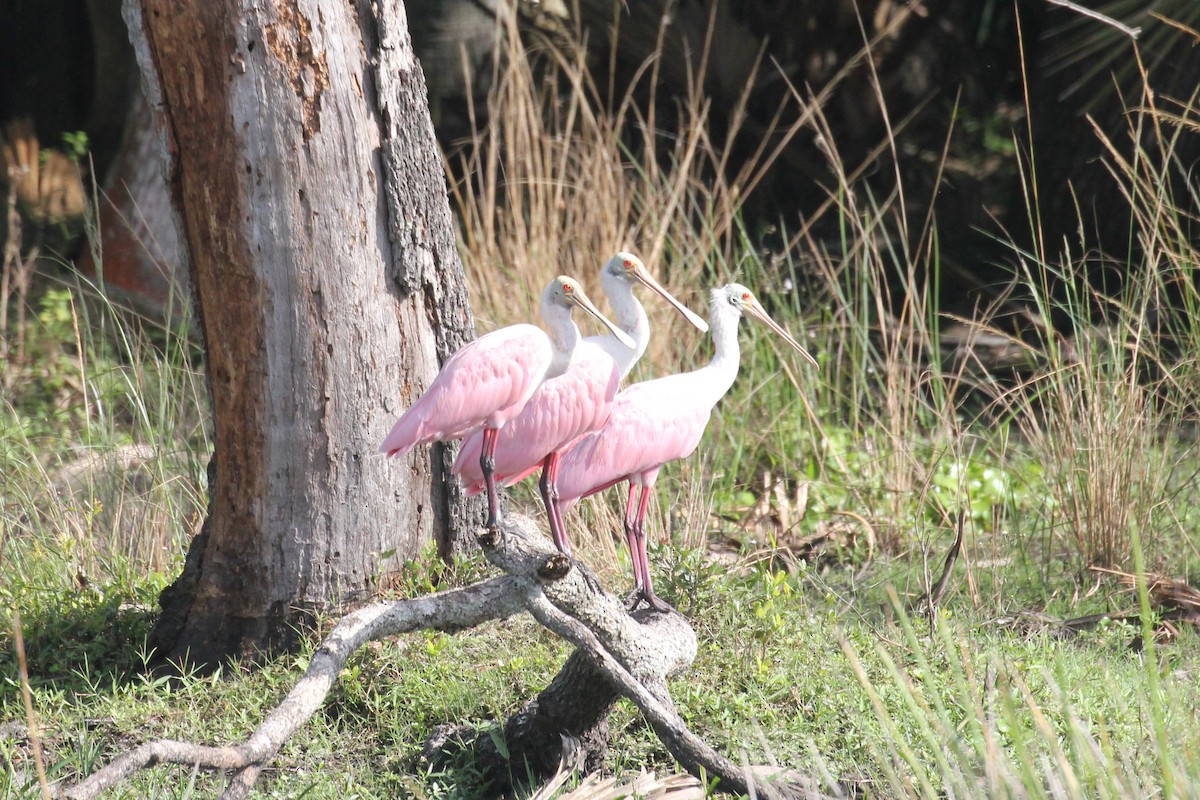 rosenskjestork - ML644055329