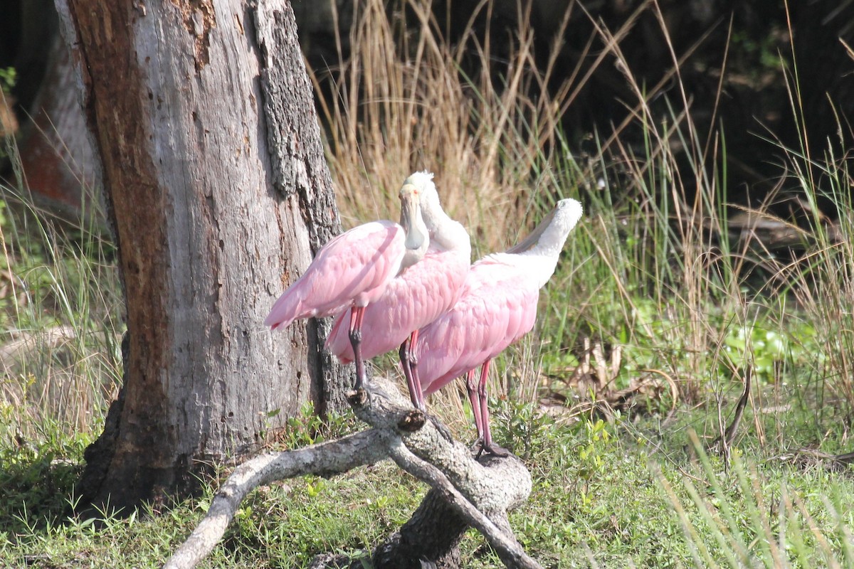 rosenskjestork - ML644055330