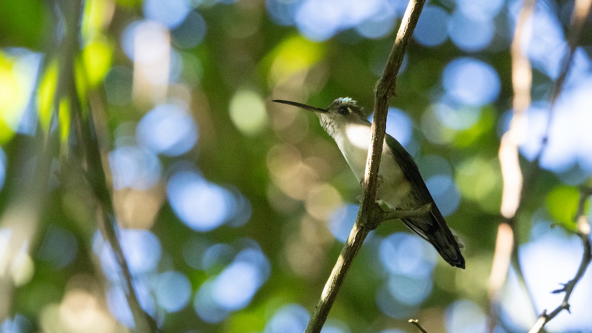 Колібрі-шаблекрил юкатанський (підвид curvipennis) - ML644055335