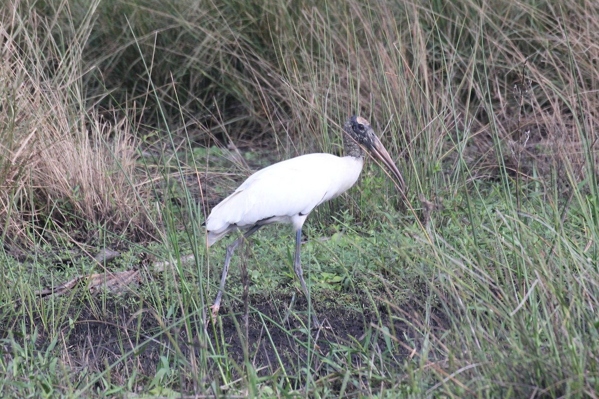 amerikastork - ML644055337