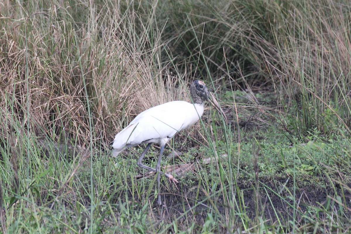 amerikastork - ML644055338