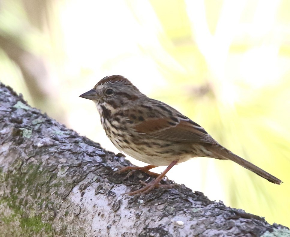 Song Sparrow - ML644055355