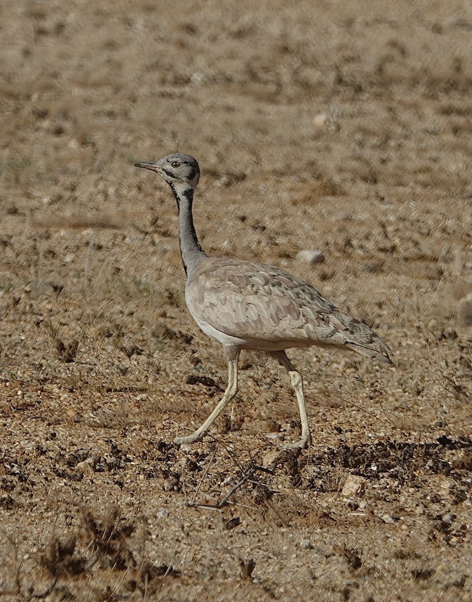 Rüppell's Bustard - ML644055357