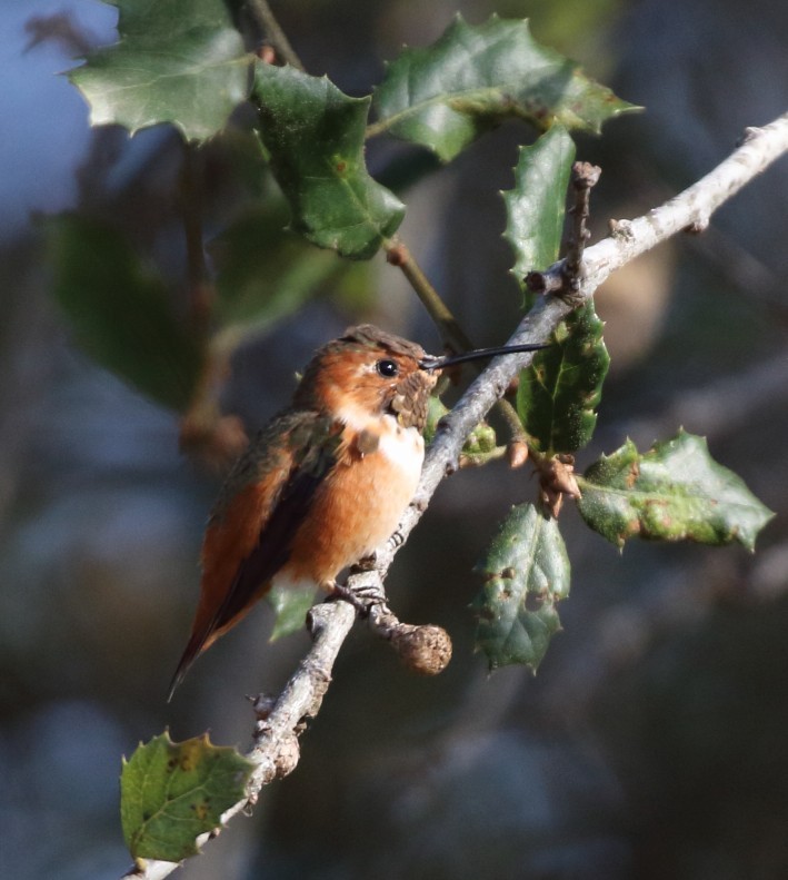 Allen's Hummingbird - ML644055359