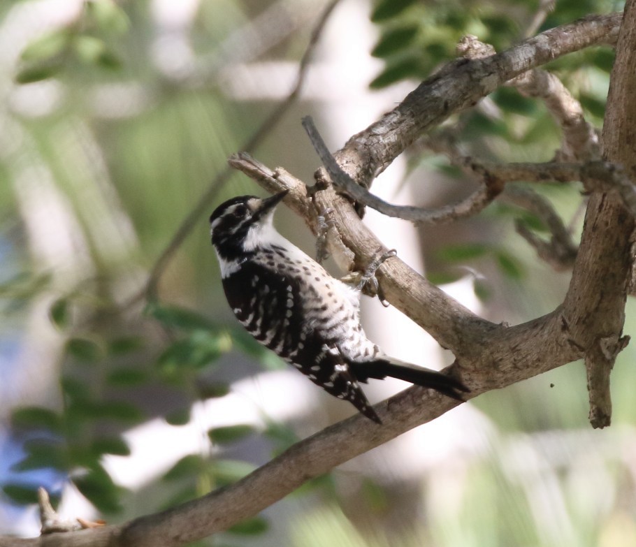 Nuttall's Woodpecker - ML644055361
