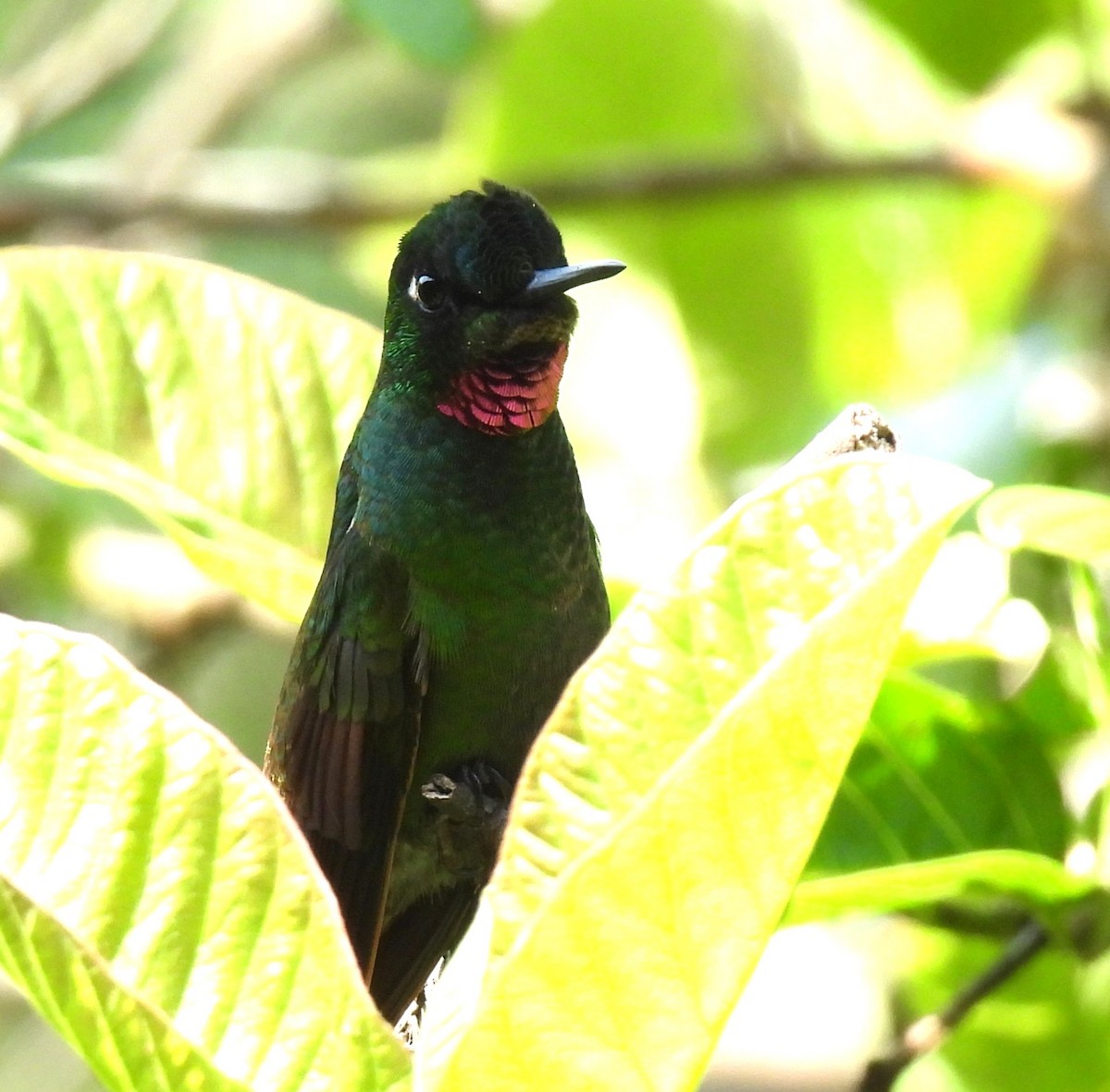 rubinkolibri - ML644055364