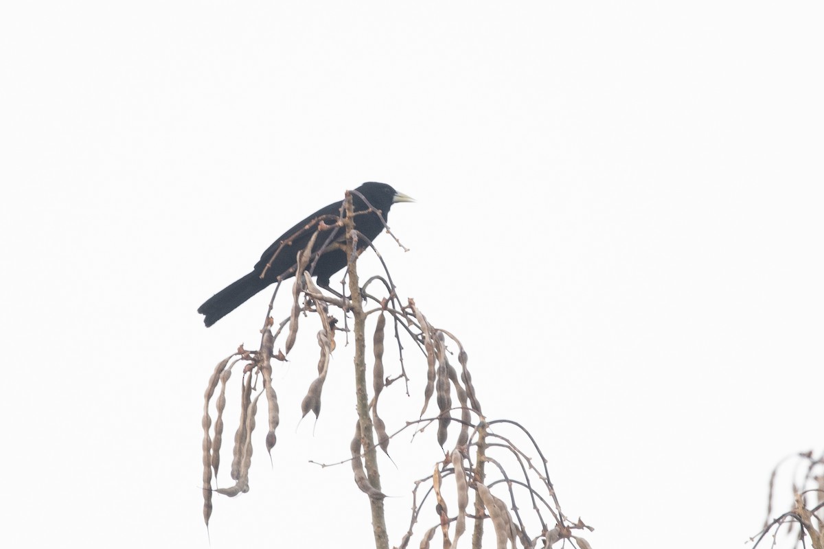 Solitary Black Cacique - ML644055368