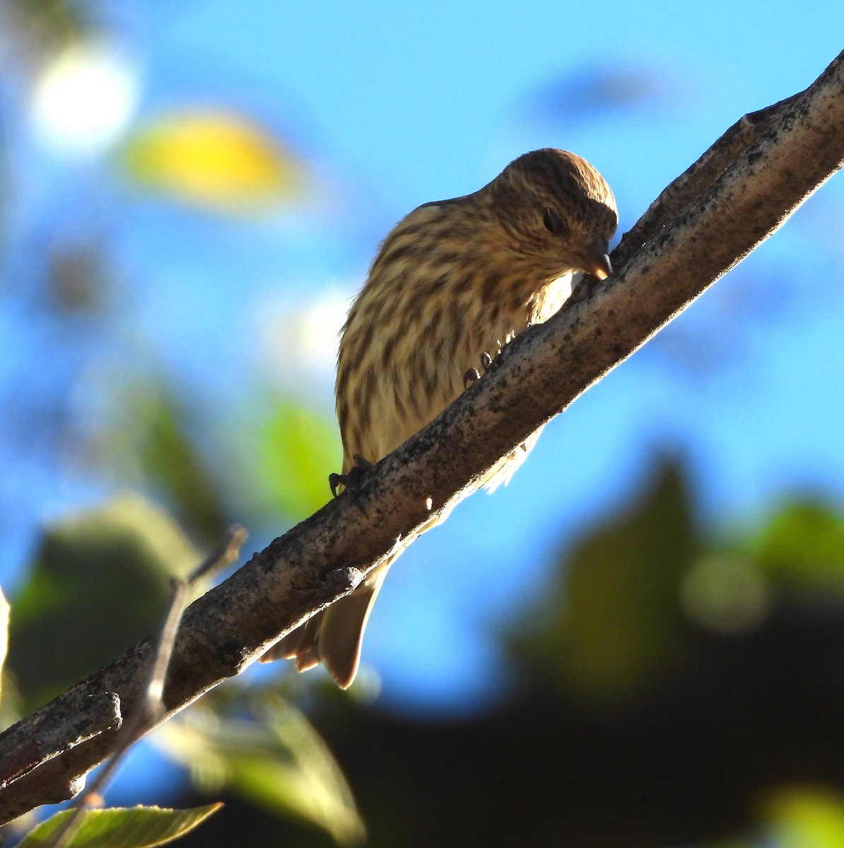 Pine Siskin - ML644055393