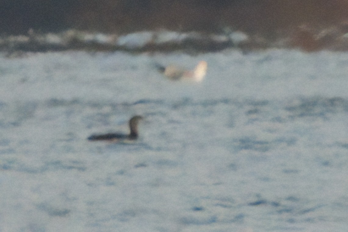 Red-throated Loon - ML644055395