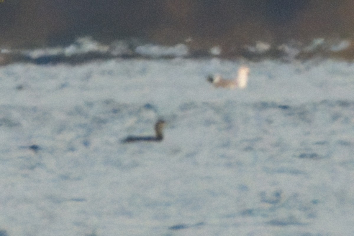 Red-throated Loon - ML644055396