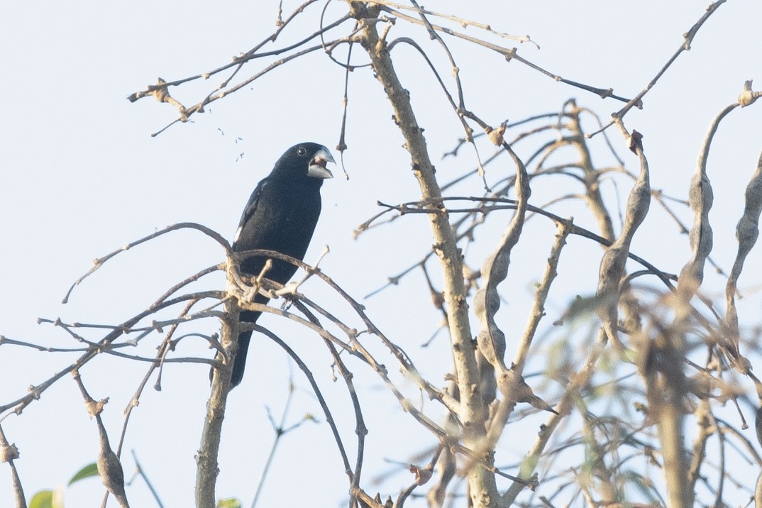 Large-billed Seed-Finch - ML644055407