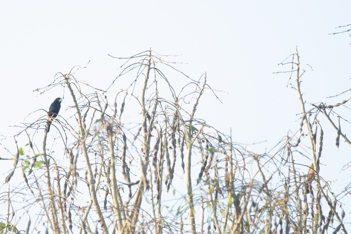 Large-billed Seed-Finch - ML644055408
