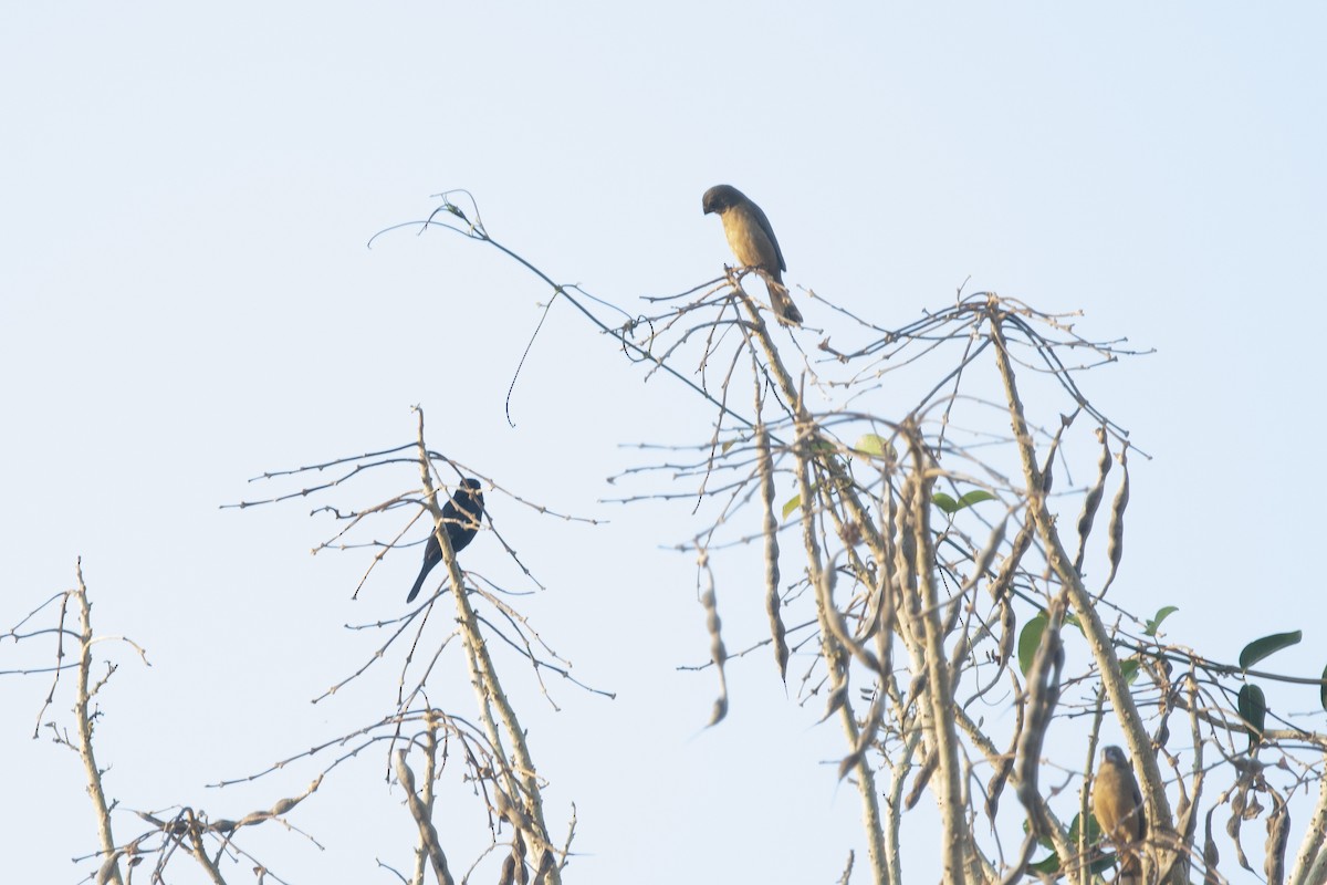 Large-billed Seed-Finch - ML644055409