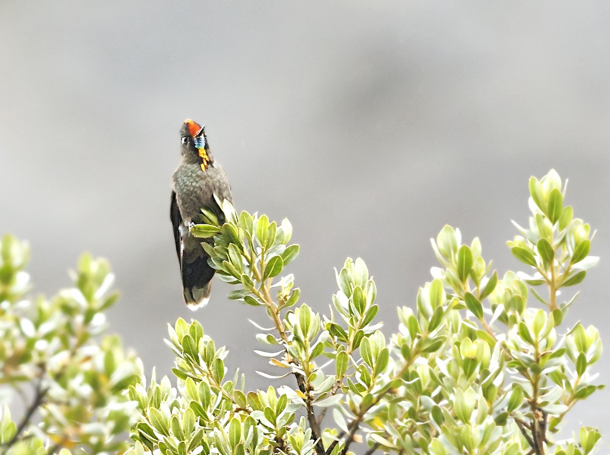 Rainbow-bearded Thornbill - ML644055415