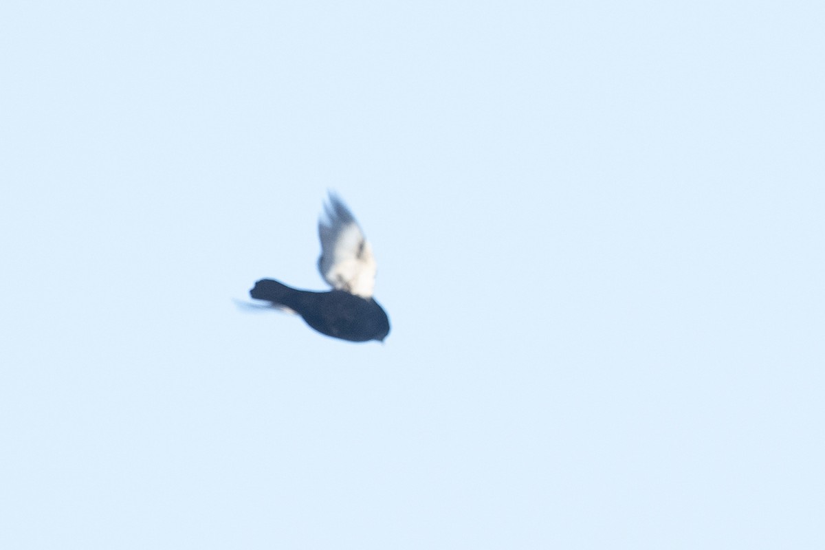 Large-billed Seed-Finch - ML644055417