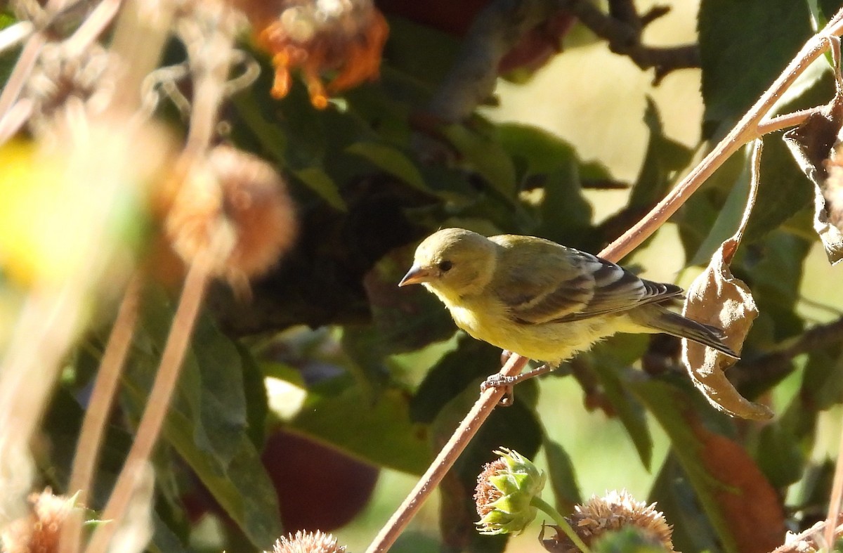 Lesser Goldfinch - ML644055427