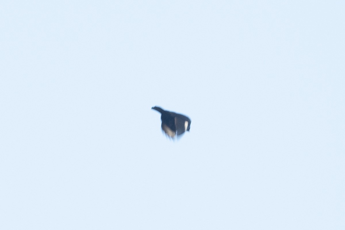 Large-billed Seed-Finch - ML644055429