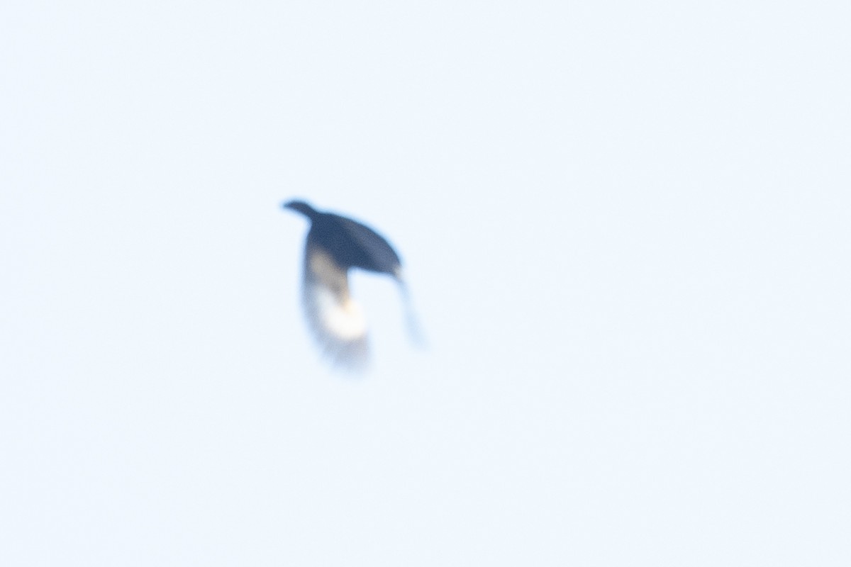 Large-billed Seed-Finch - ML644055430