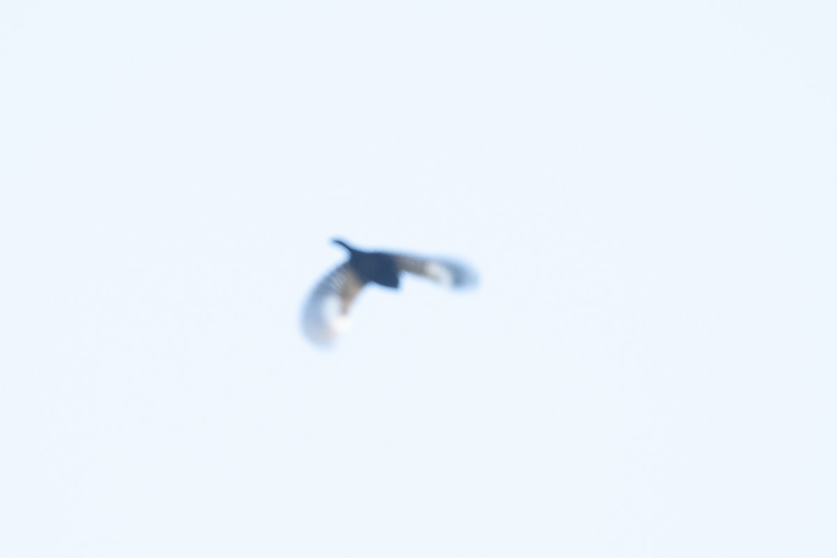 Large-billed Seed-Finch - ML644055431
