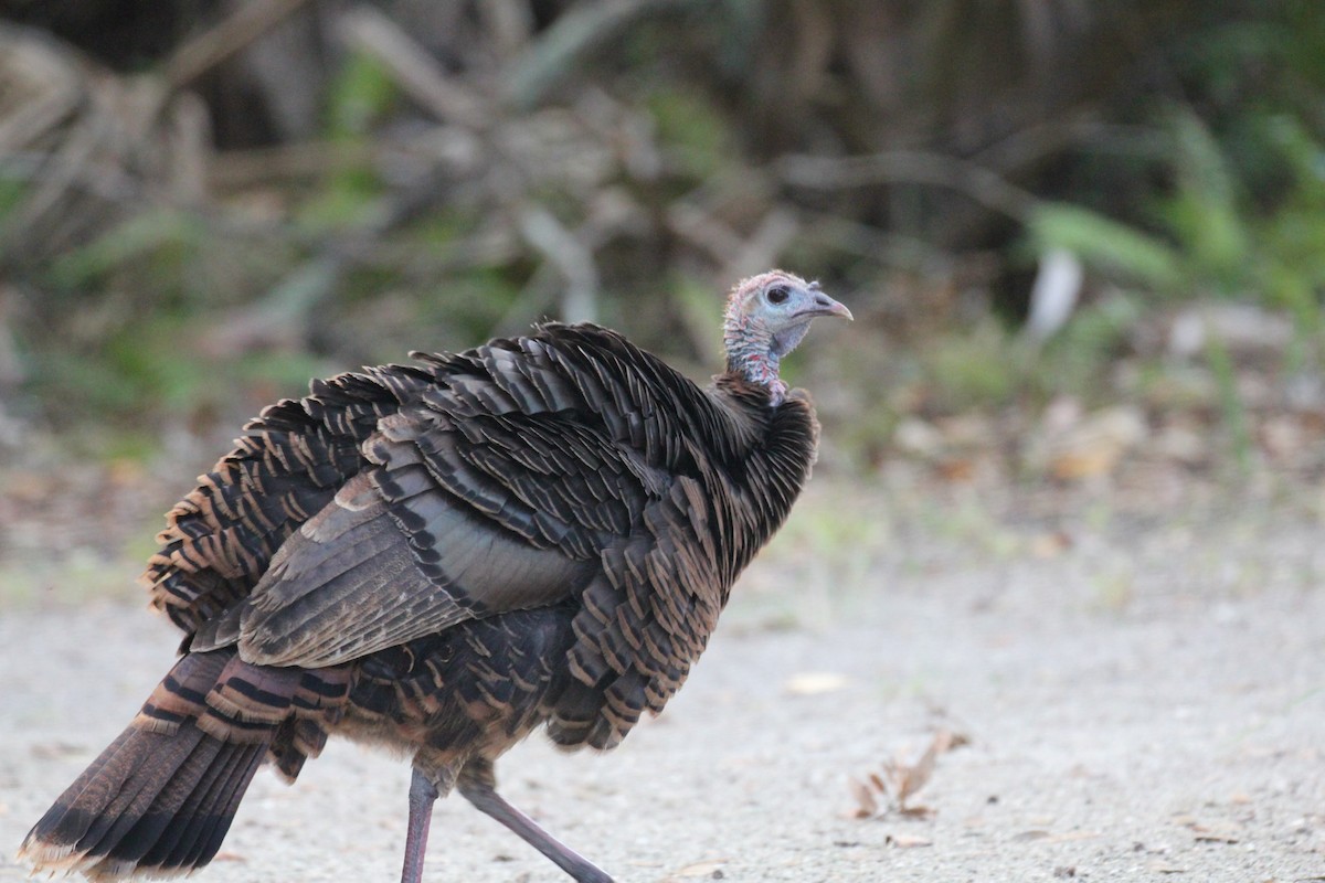 kalkun - ML644055439