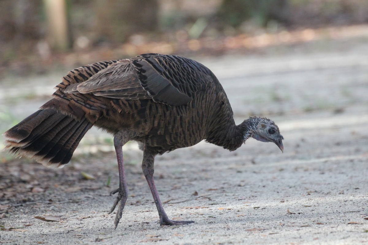 kalkun - ML644055440