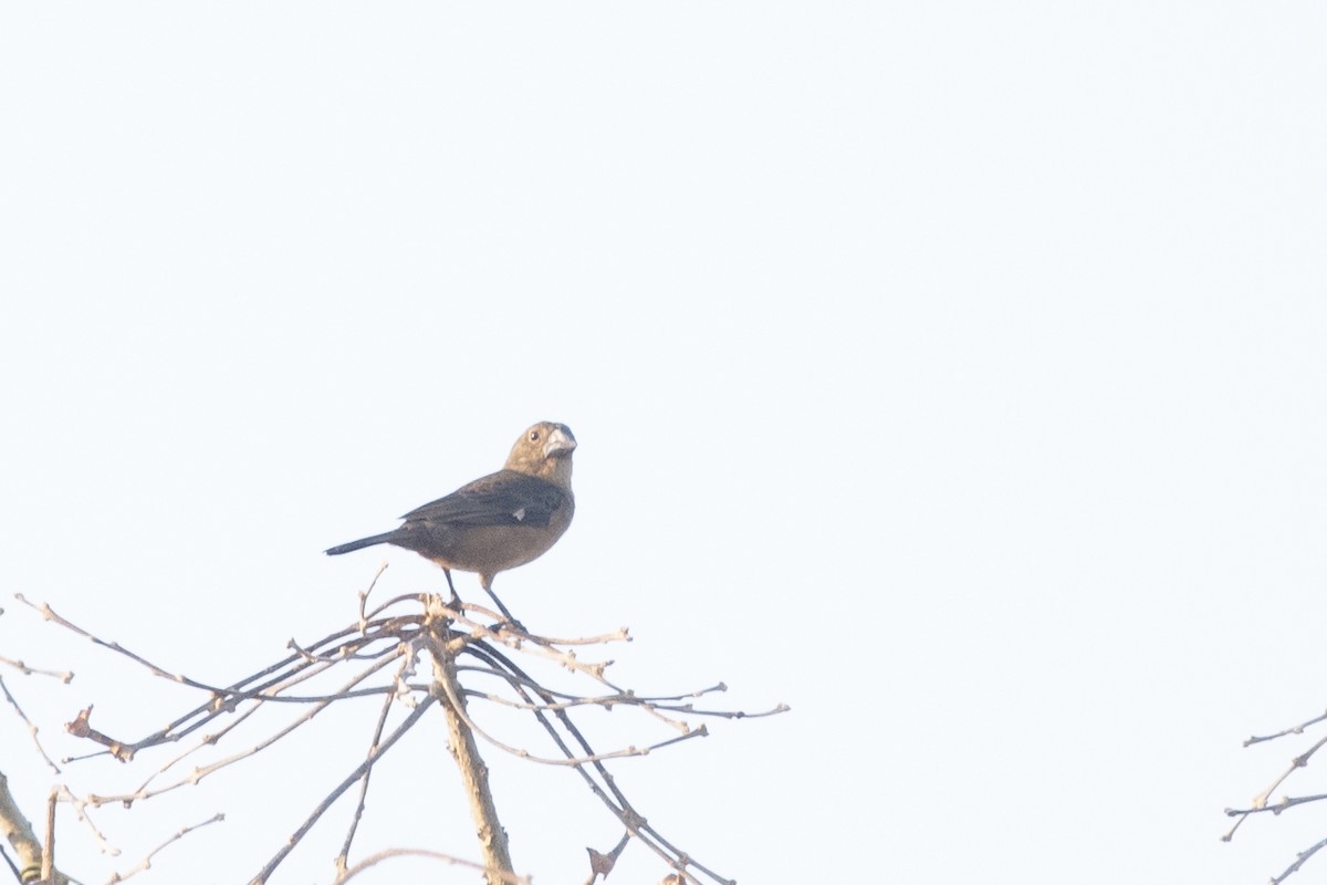 Large-billed Seed-Finch - ML644055453