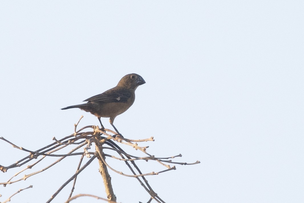 Large-billed Seed-Finch - ML644055454