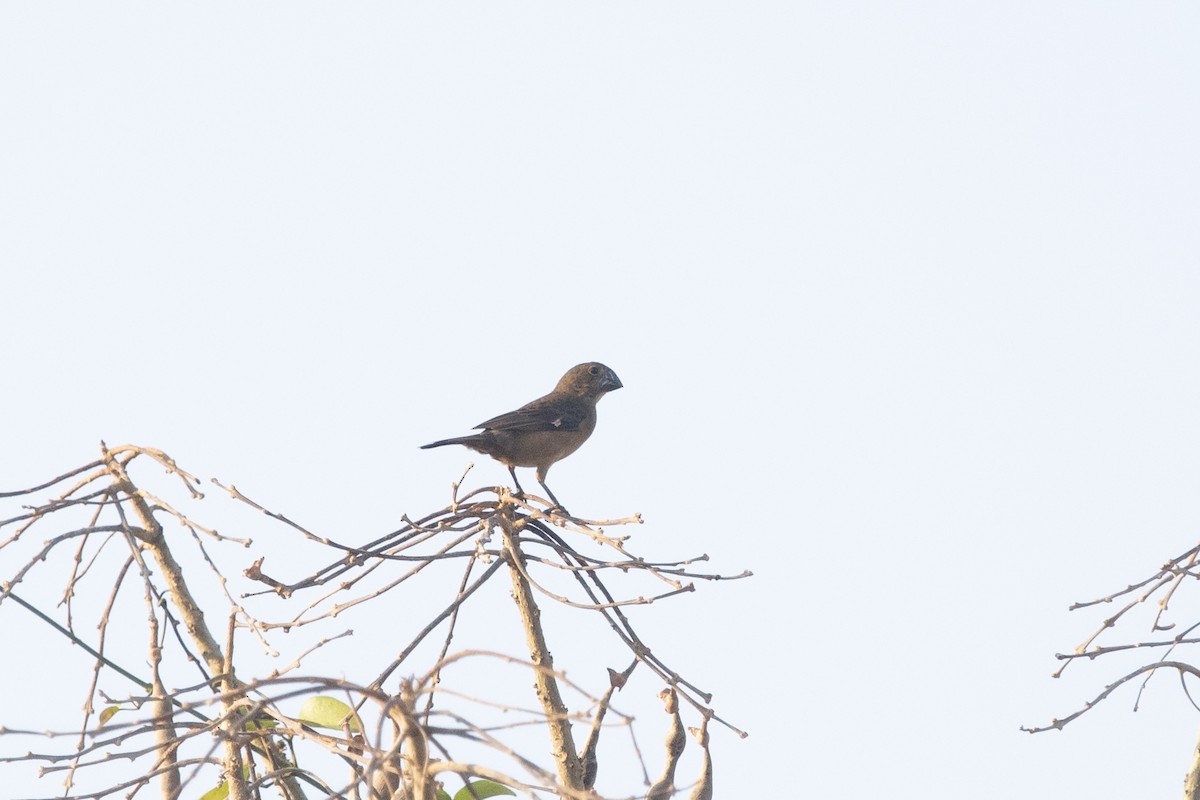 Large-billed Seed-Finch - ML644055455