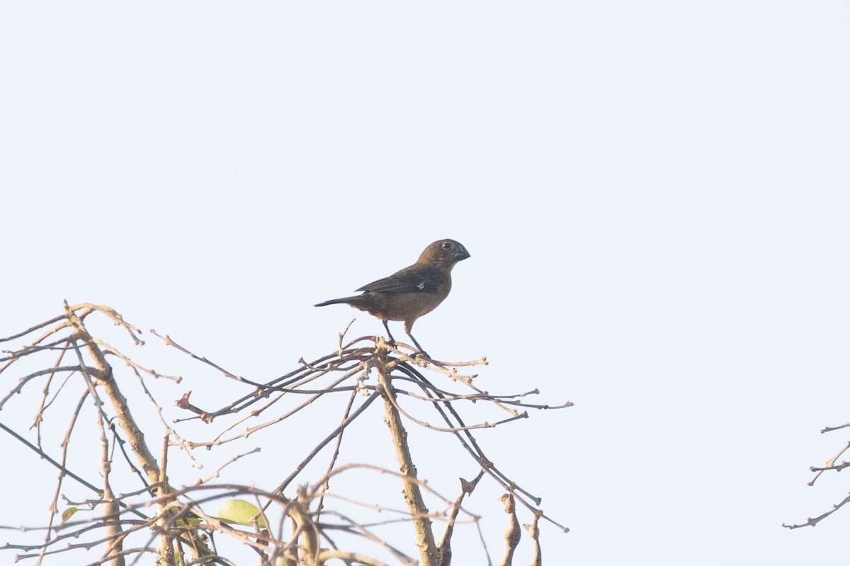 Large-billed Seed-Finch - ML644055456