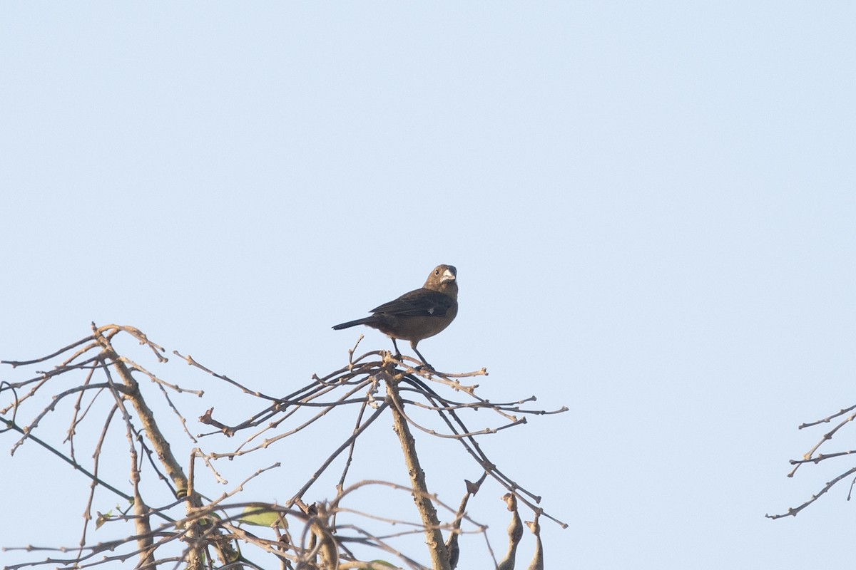 Large-billed Seed-Finch - ML644055457